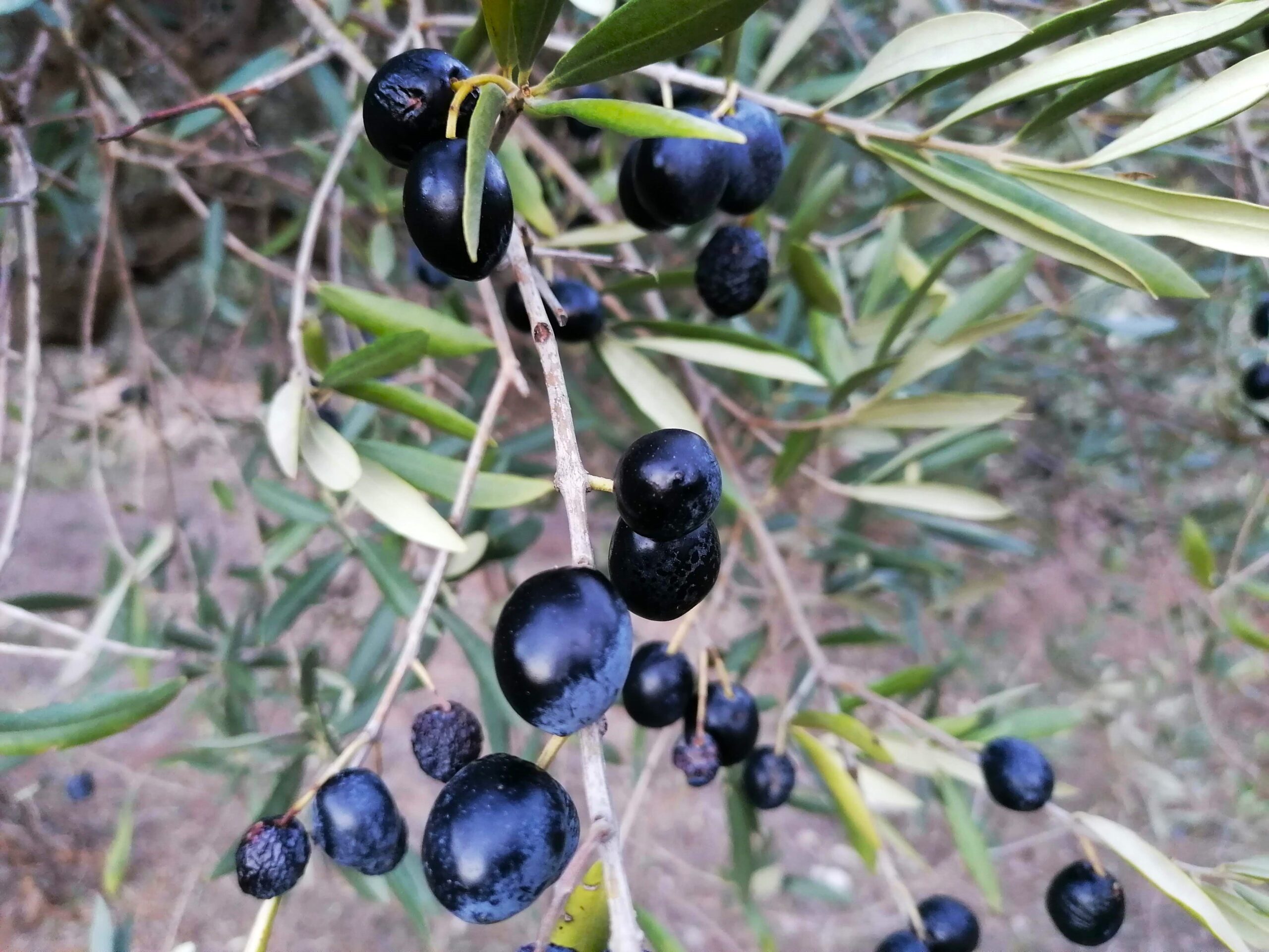 olives costa blanca
