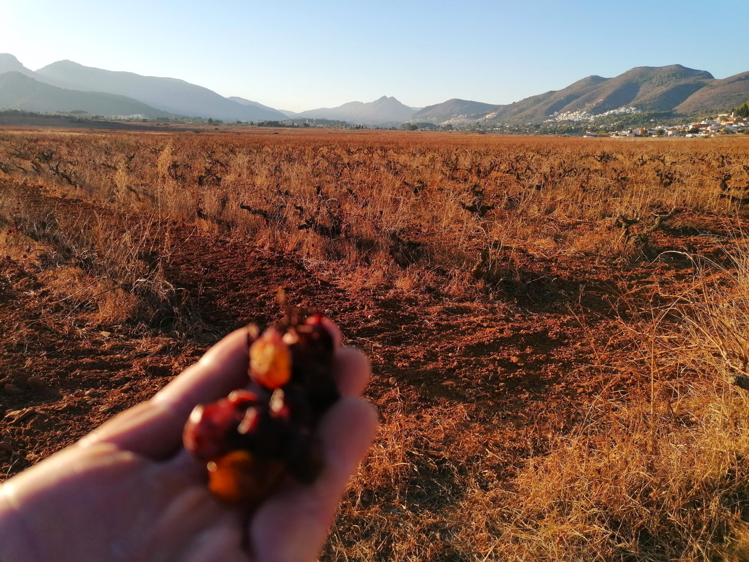 raisins in spain