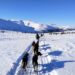 Guided Dog Sledding and Mushing in Alaska